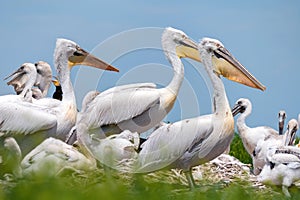 Dalmatian pelican or Pelecanus crispus on their nest colony