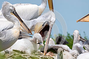 Dalmatian pelican or Pelecanus crispus on their nest colony