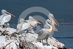 Dalmatian pelican - Pelecanus crispus. Tthe most massive member of the pelican family.