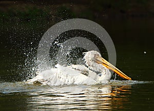The Dalmatian pelican Pelecanus crispus in the water bathing. Happy pelican