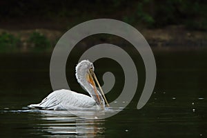 The Dalmatian pelican Pelecanus crispus in the water bathing. Happy pelican