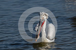 Dalmatian pelican Pelecanus crispus Wildlife in natural habitat