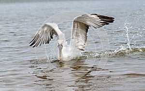 Dalmatian pelican Pelecanus crispus Wildlife in natural habitat