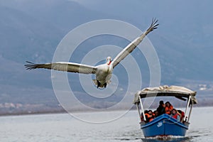 Dalmatian pelican Pelecanus crispus Wildlife in natural habitat