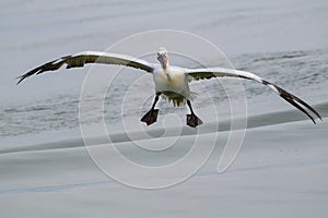 Dalmatian pelican Pelecanus crispus Wildlife in natural habitat