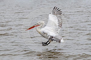 Dalmatian pelican Pelecanus crispus Wildlife in natural habitat