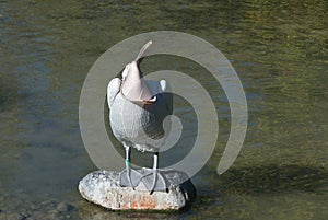 Dalmatian pelican, Pelecanus crispus yawns widely