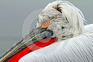 Dalmatian pelican photo