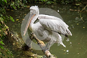 Dalmatian pelican perched on a log emerging from the water