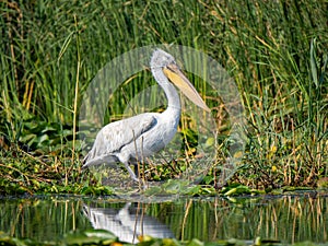 Dalmatian pelican in Pojarnia lake, Danube delta, Romania