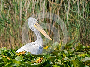 Dalmatian pelican in Pojarnia lake, Danube delta, Romania