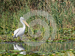 Dalmatian pelican in Pojarnia lake, Danube delta, Romania