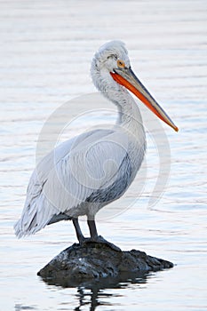 Dalmatian pelican portrait