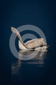 Dalmatian pelican preens itself on blue lake