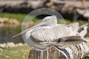 Dalmatian Pelican resting on a tree trunk.