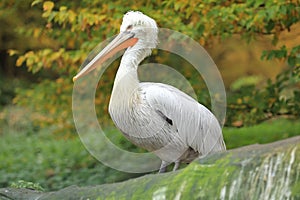 Dalmatian pelican