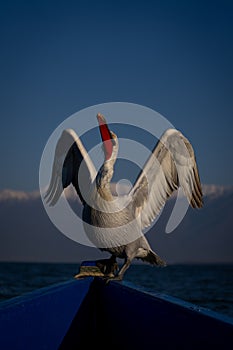 Dalmatian pelican stretching wings on blue boat