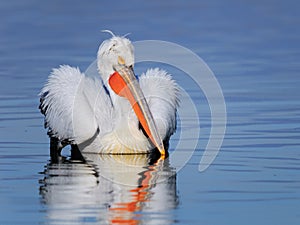 Dalmatian pelican swimming