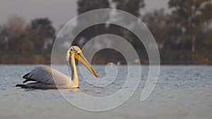 Dalmatian Pelican Swimming on Pond