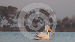 Dalmatian Pelican Swimming on Pond