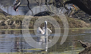 Dalmatian Pelican swimming in river