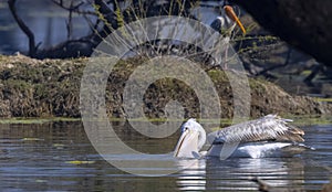 Dalmatian Pelican swimming in river