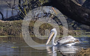 Dalmatian Pelican swimming in river