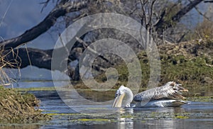 Dalmatian Pelican swimming in river