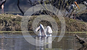 Dalmatian Pelican swimming in river