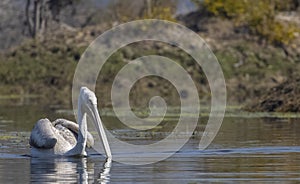 Dalmatian Pelican swimming in river