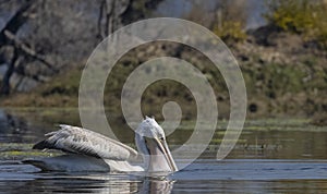 Dalmatian Pelican swimming in river