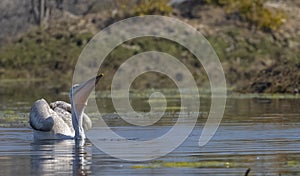 Dalmatian Pelican swimming in river