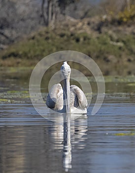 Dalmatian Pelican swimming in river