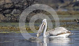 Dalmatian Pelican swimming in river