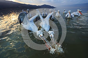 Dalmatian pelicans fishing on lake Kerkini