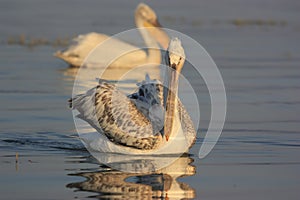 Dalmatian Pelicans of Lake Kerkini photo