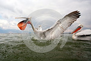 Dalmatian pelicans