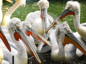 Dalmatian pelicans / Pelecanus crispus