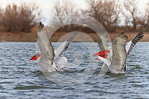 Dalmatian Pelicans (Pelecanus crispus)