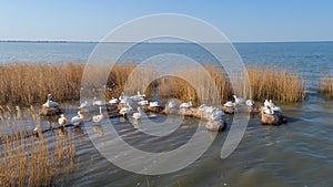 Dalmatian pelicans pelecanus crispus in Danube Delta Romania