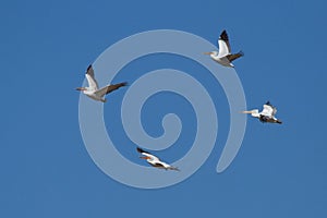 Dalmatian Pelicans Pelecanus crispus in flight above