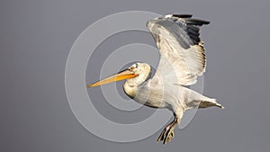 Dalmatian Pelican Take Off