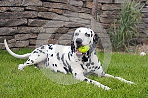 Dalmatian playing with a ball