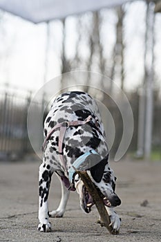 dalmatian playing with a wooden stick