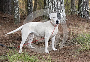 Dalmatian Pointer mixed breed dog outside on leash