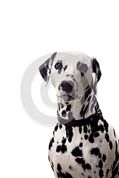 Dalmatian portrait.