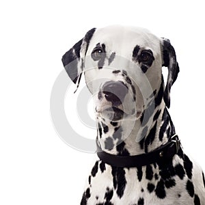 Dalmatian portrait.