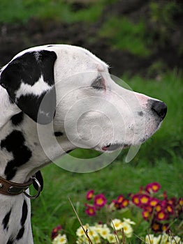 Dalmatian Profile