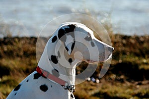 Dalmatian profile