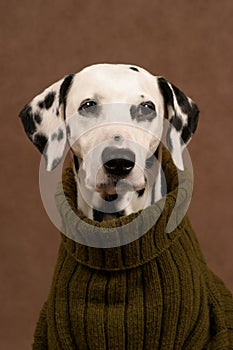 Dalmatian in a pullover